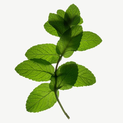 SERIES 5 SHERBET : PEPPERMINT perfume by Comme des Garçons – Wikiparfum